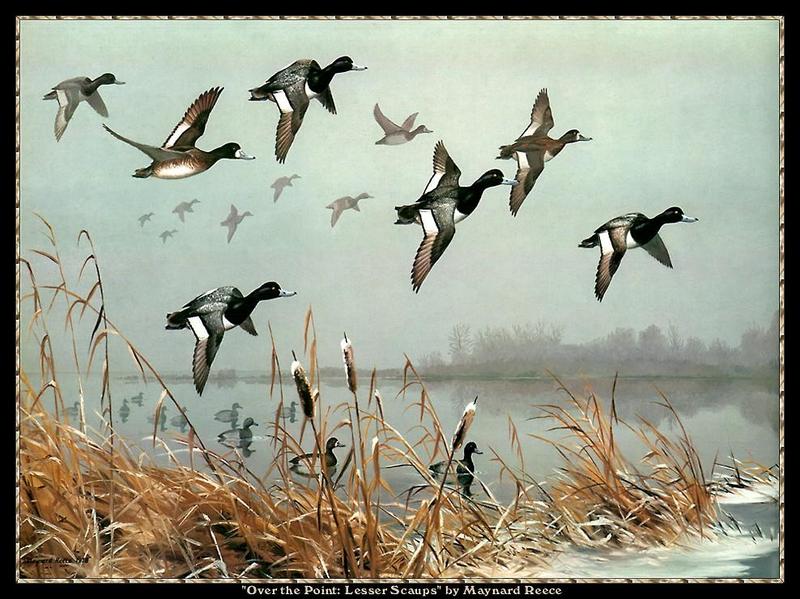 [Animal Art - Maynard Reece] Lesser Scaup flock in flight (Aythya affinis) {!--북아메리카검은머리흰죽지-->; DISPLAY FULL IMAGE.