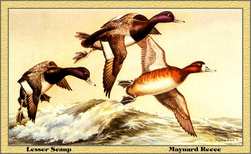 [Animal Art - Maynard Reece] Lesser Scaup flock in flight (Aythya affinis) {!--북아메리카검은머리흰죽지-->; DISPLAY FULL IMAGE.