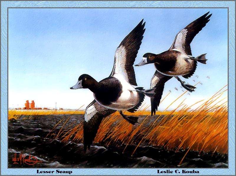 [Animal Art - Leslie C. Kouba] Lesser Scaup flock in flight (Aythya affinis) {!--북아메리카검은머리흰죽지-->; DISPLAY FULL IMAGE.