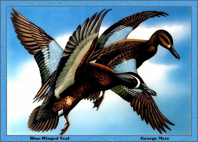 [Animal Art - George Metz] Blue-winged Teal pair in flight (Anas discors) {!--푸른날개발구지-->; DISPLAY FULL IMAGE.
