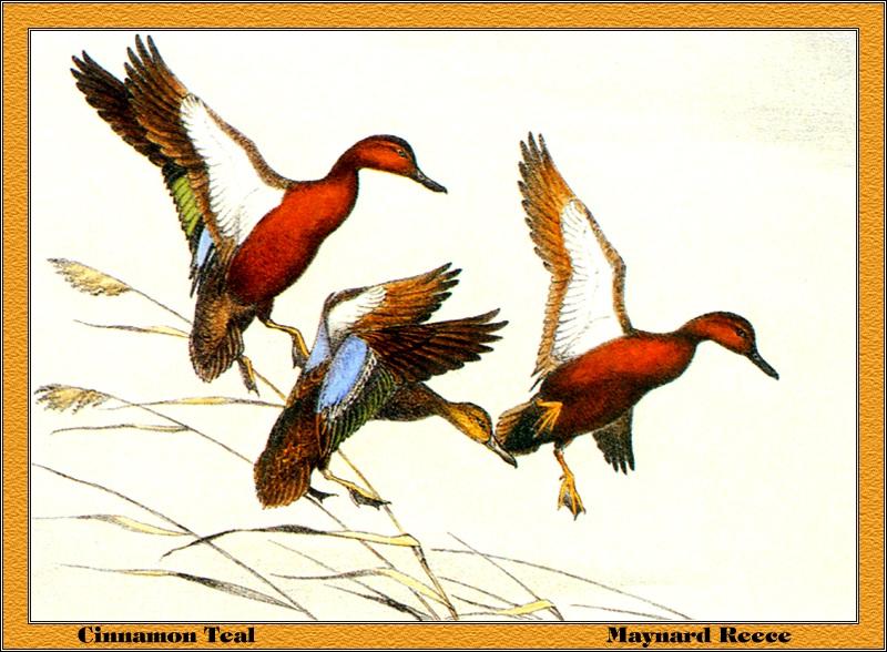 [Animal Art - Maynard Reece] Cinnamon Teal trio landing (Anas cyanoptera) {!--붉은쇠오리, 붉은발구지-->; DISPLAY FULL IMAGE.