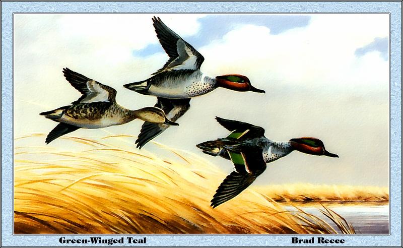 [Animal Art - Brad Reece] Green-winged Teal flock in flight (Anas crecca carolinensis) {!--미국쇠오리-->; DISPLAY FULL IMAGE.
