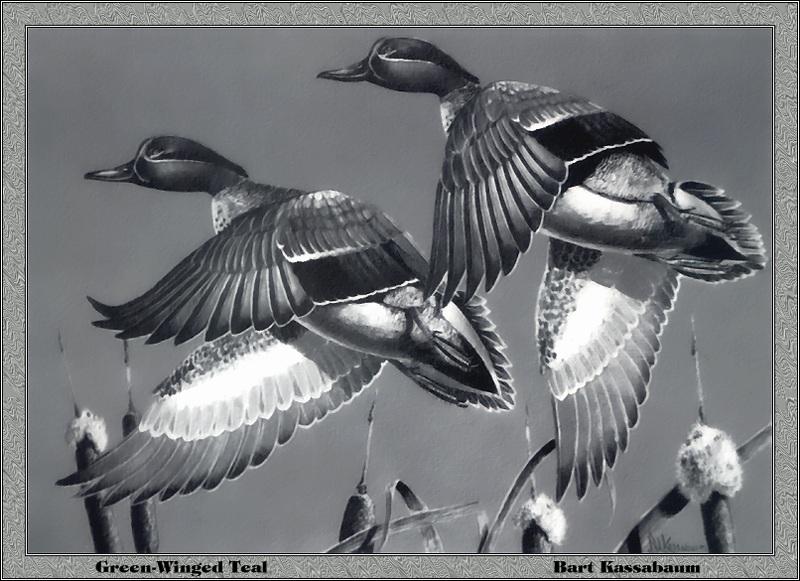 [Animal Art - Bart Kassabaum] Green-winged Teal pair taking off (Anas crecca carolinensis) {!--미국쇠오리-->; DISPLAY FULL IMAGE.