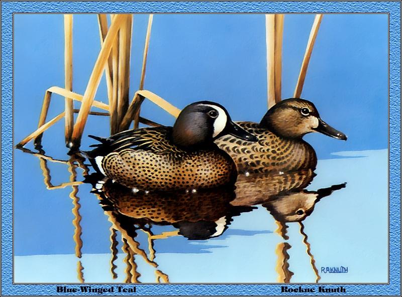 [Animal Art - Rockue Knuth] Blue-winged Teal pair (Anas discors) {!--푸른날개발구지-->; DISPLAY FULL IMAGE.