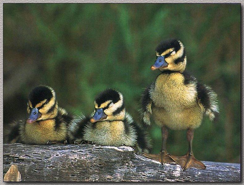 Black-bellied Whistling-duck ducklings (Dendrocygna autumnalis) {!--검은배유구오리(검은배고니오리)-->; DISPLAY FULL IMAGE.
