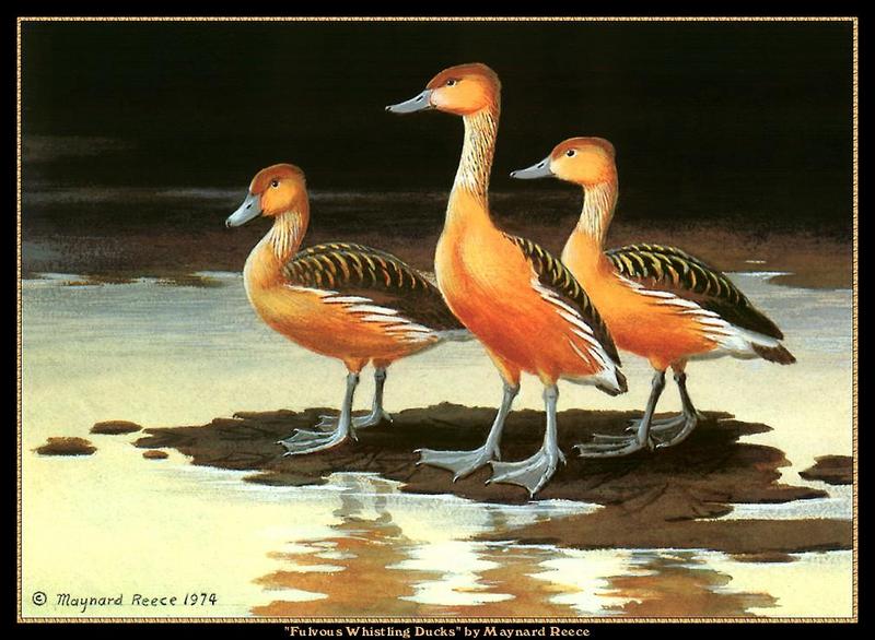 [Animal Art - Maynard Reece] Fulvous Whistling-duck trio (Dendrocygna bicolor) {!--노랑유구오리(노랑고니오리)-->; DISPLAY FULL IMAGE.