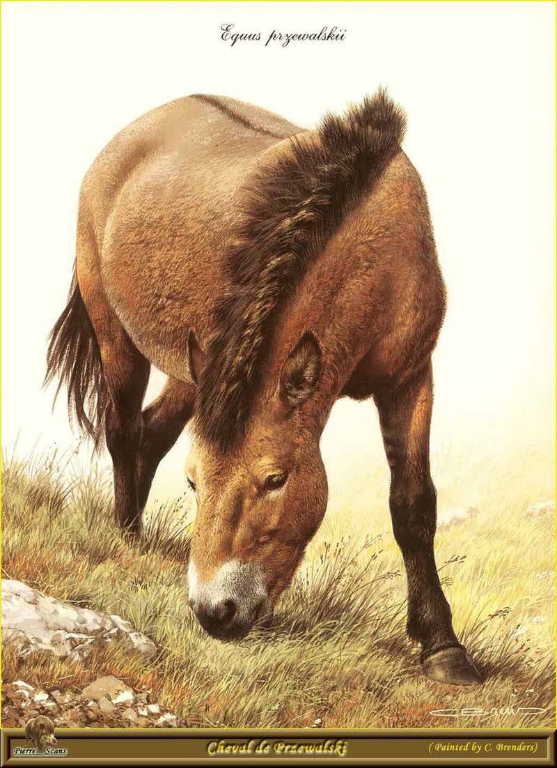 [Animal Art - Carl Brenders] Przewalski's Wild Horse (Equus caballus przewalskii) {!--몽고말, 몽고마(蒙古馬)-->; DISPLAY FULL IMAGE.