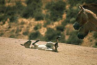 Przewalski's Wild Horse (Equus caballus przewalskii) {!--몽고말, 몽고마(蒙古馬)-->; Image ONLY