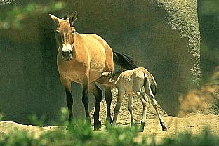 Przewalski's Wild Horse (Equus caballus przewalskii) {!--몽고말, 몽고마(蒙古馬)-->; Image ONLY