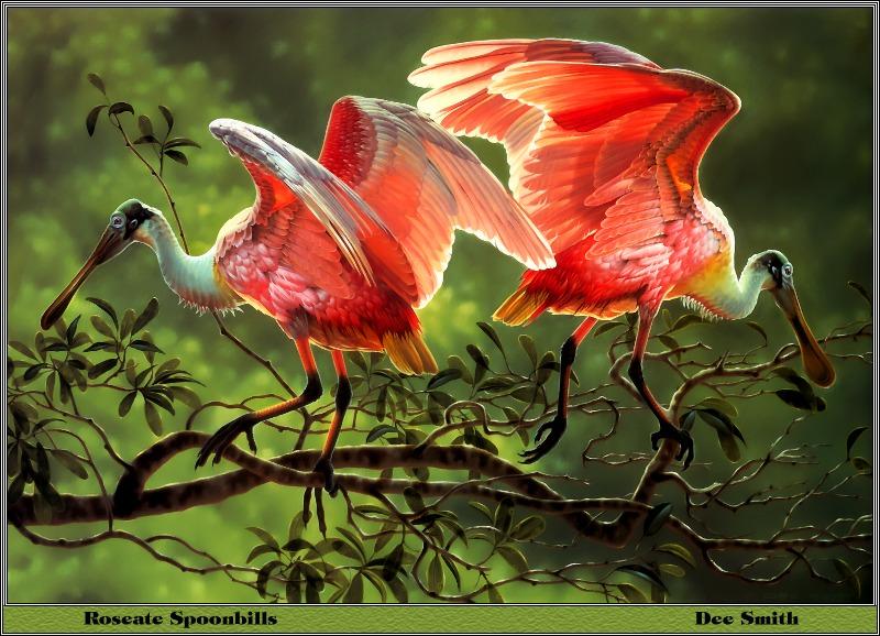 [Animal Art - Dee Smith] Roseate Spoonbill pair (Ajaia ajaja) {!--진홍저어새-->; DISPLAY FULL IMAGE.
