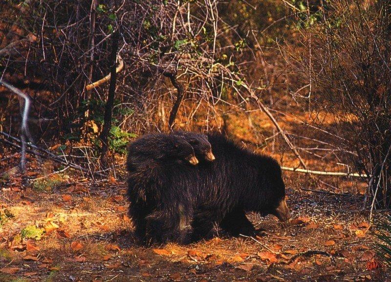 Sloth Bear & cubs (Melursus ursinus) {!--늘보곰-->; DISPLAY FULL IMAGE.