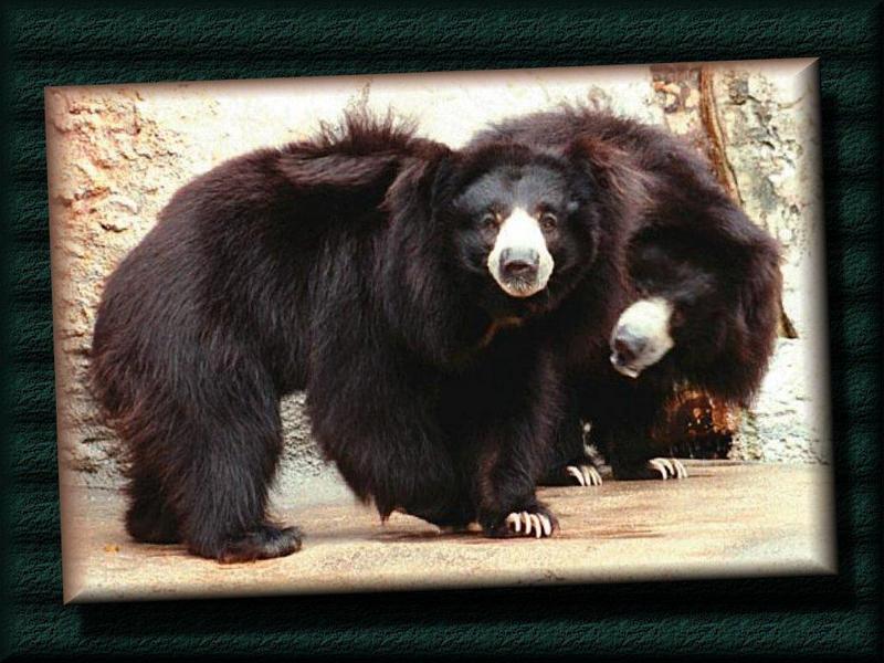 Sloth Bear pair (Melursus ursinus) {!--늘보곰-->; DISPLAY FULL IMAGE.