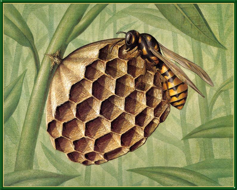 [Animal Art] Paper Wasp (Polistes sp.) {!--쌍살벌류-->; DISPLAY FULL IMAGE.