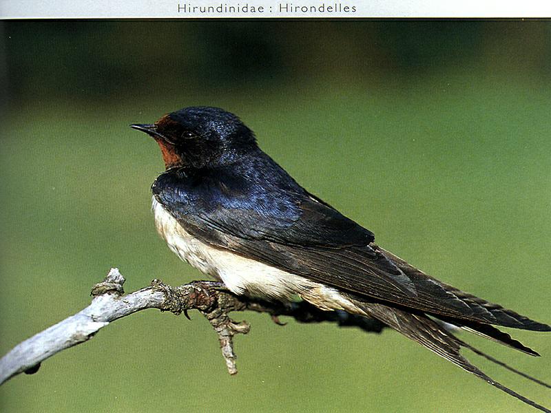 Barn Swallow (Hirundo rustica) {!--제비-->; DISPLAY FULL IMAGE.