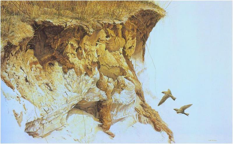 [Animal Art - Robert Bateman] Cliff Swallow (Hirundo pyrrhonota) {!--삼색제비-->; DISPLAY FULL IMAGE.