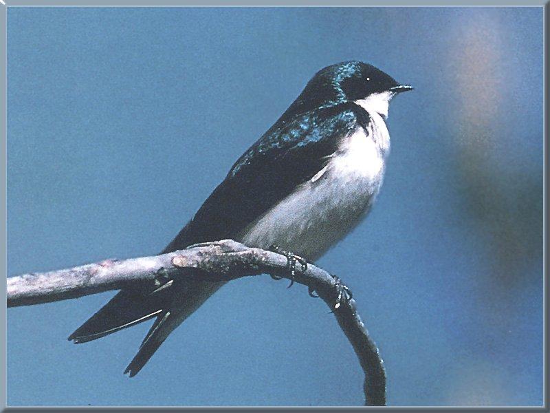 Tree Swallow (Tachycineta bicolor) {!--청둥제비-->; DISPLAY FULL IMAGE.
