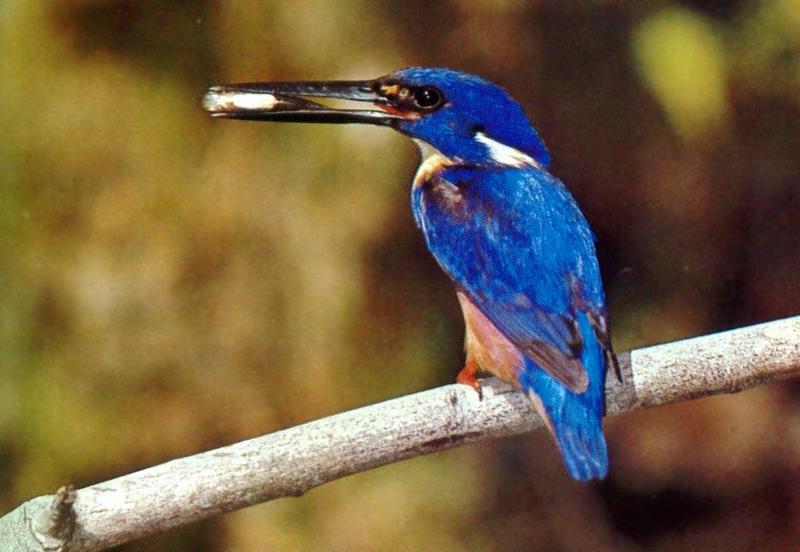 Azure Kingfisher (Alcedo azurea) {!--호주물총새-->; DISPLAY FULL IMAGE.