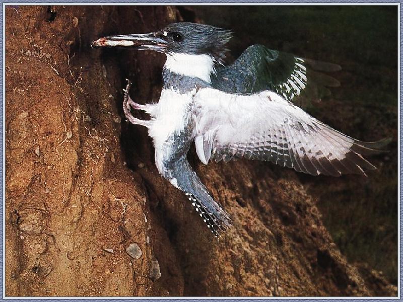 Belted Kingfisher (Ceryle alcyon) {!--붉은띠호반새(아메리카뿔호반새)-->; DISPLAY FULL IMAGE.