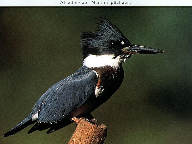 Belted Kingfisher (Ceryle alcyon) {!--붉은띠호반새(아메리카뿔호반새)-->; DISPLAY FULL IMAGE.