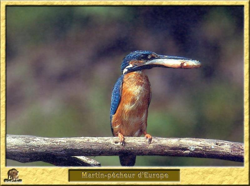 Common Kingfisher (Alcedo atthis) {!--물총새-->; DISPLAY FULL IMAGE.