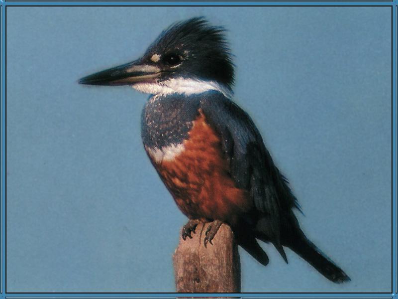 Ringed Kingfisher (Ceryle torquata; Megaceryle torquata) {!--흰목고리뿔호반새-->; DISPLAY FULL IMAGE.