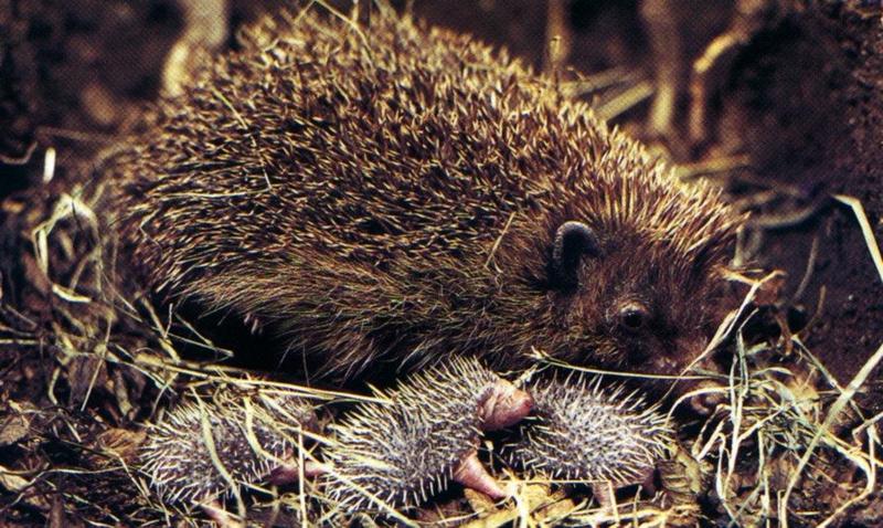 Hedgehog & babies (Erinaceinae) {!--고슴도치류-->; DISPLAY FULL IMAGE.