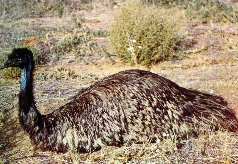 Emu (Dromaius novaehollandiae) {!--에뮤(호주타조)-->; DISPLAY FULL IMAGE.