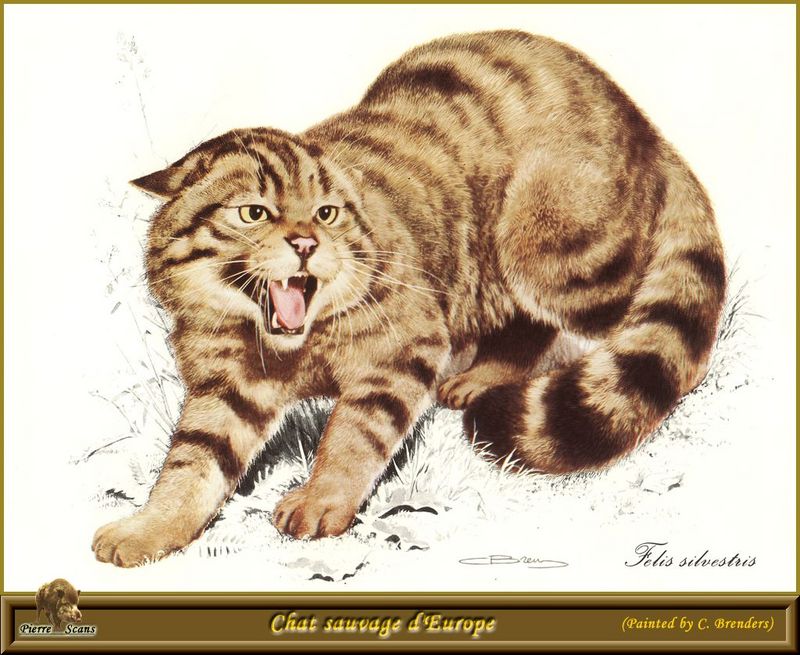 [Carl Brenders] European Wild Cat (Felis silvestris silvestris) {!--유럽들고양이-->; DISPLAY FULL IMAGE.