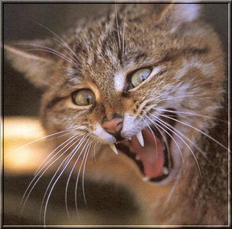 European Wild Cat (Felis silvestris silvestris) {!--유럽들고양이-->; DISPLAY FULL IMAGE.