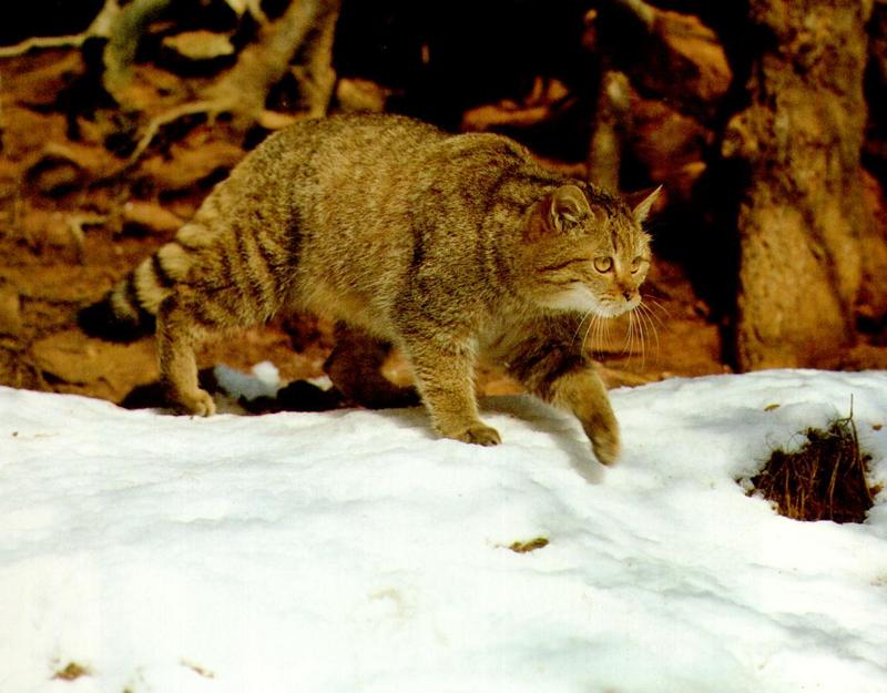 European Wild Cat (Felis silvestris silvestris) {!--유럽들고양이-->; DISPLAY FULL IMAGE.