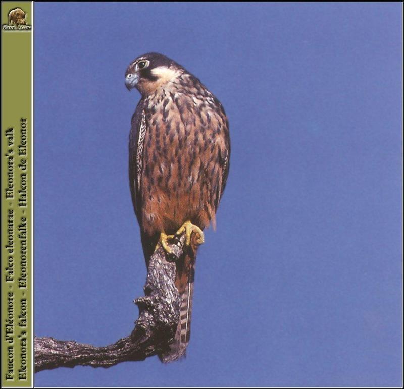 Eleonora's Falcon (Falco eleonorae) {!--엘레오노라송골매-->; DISPLAY FULL IMAGE.