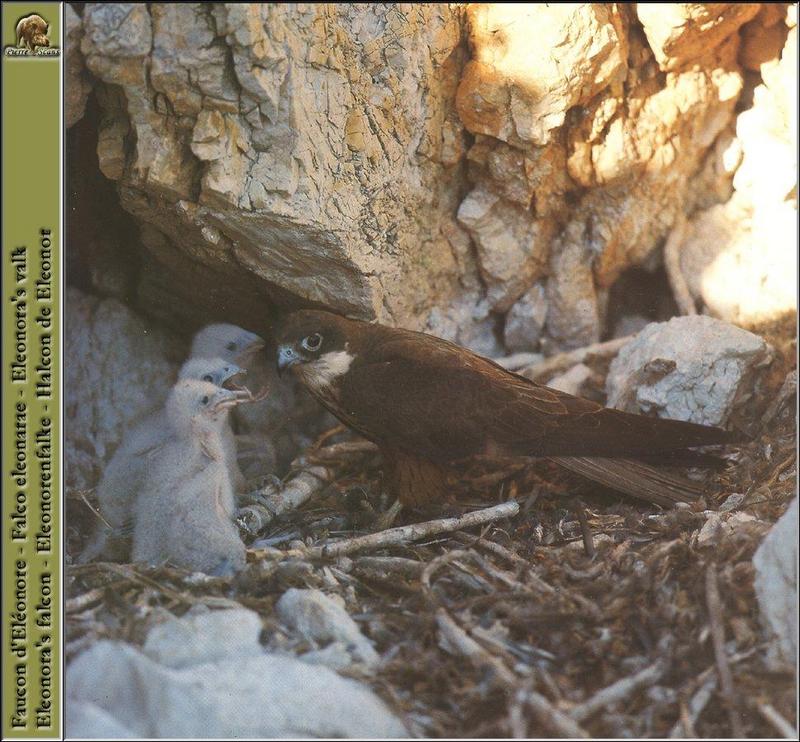 Eleonora's Falcon (Falco eleonorae) {!--엘레오노라송골매-->; DISPLAY FULL IMAGE.