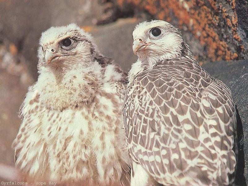 Gyrfalcon & chick (Falco rusticolus) {!--흰매-->; DISPLAY FULL IMAGE.