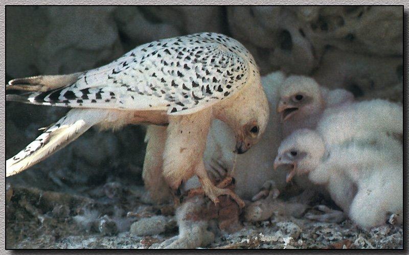 Gyrfalcon & chicks (Falco rusticolus) {!--흰매-->; DISPLAY FULL IMAGE.