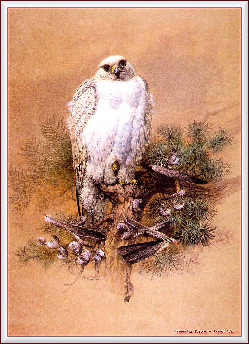 Gyrfalcon (Falco rusticolus) {!--흰매-->; DISPLAY FULL IMAGE.
