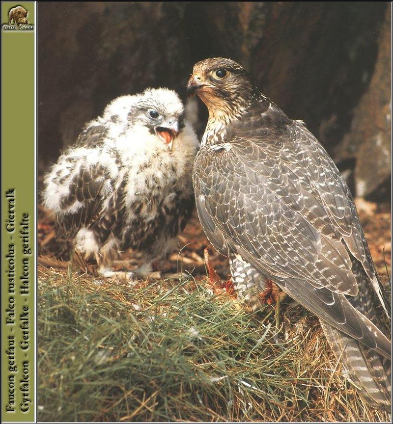 Gyrfalcon & juvenile (Falco rusticolus) {!--흰매-->; DISPLAY FULL IMAGE.