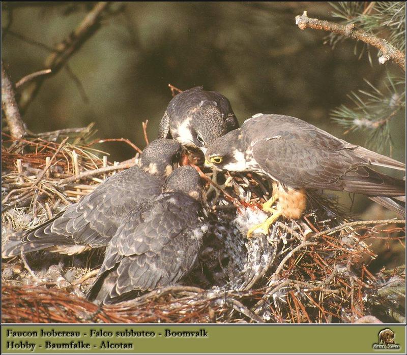 Eurasian Hobby family (Falco subbuteo) {!--새홀리기-->; DISPLAY FULL IMAGE.