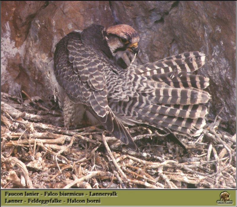 Lanner Falcon (Falco biarmicus) {!--래너매, 벤히새매-->; DISPLAY FULL IMAGE.