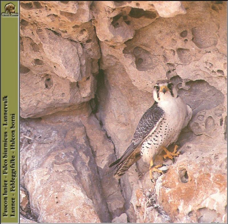 Lanner Falcon (Falco biarmicus) {!--래너매, 벤히새매-->; DISPLAY FULL IMAGE.
