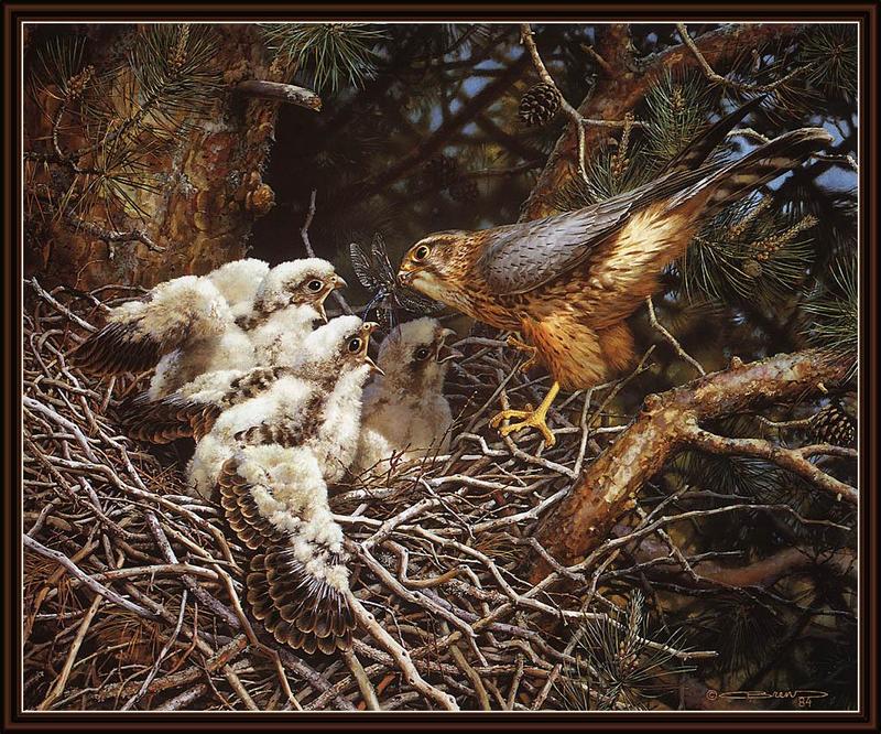 [Animal Art - Carl Brenders] Merlin & chicks on nest (Falco columbarius) {!--쇠황조롱이-->; DISPLAY FULL IMAGE.