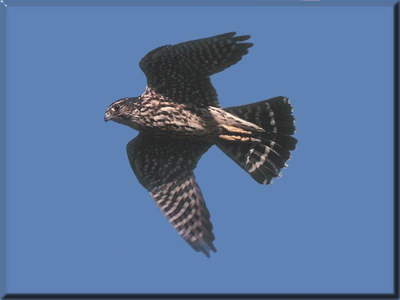 Merlin in flight (Falco columbarius) {!--쇠황조롱이-->; DISPLAY FULL IMAGE.