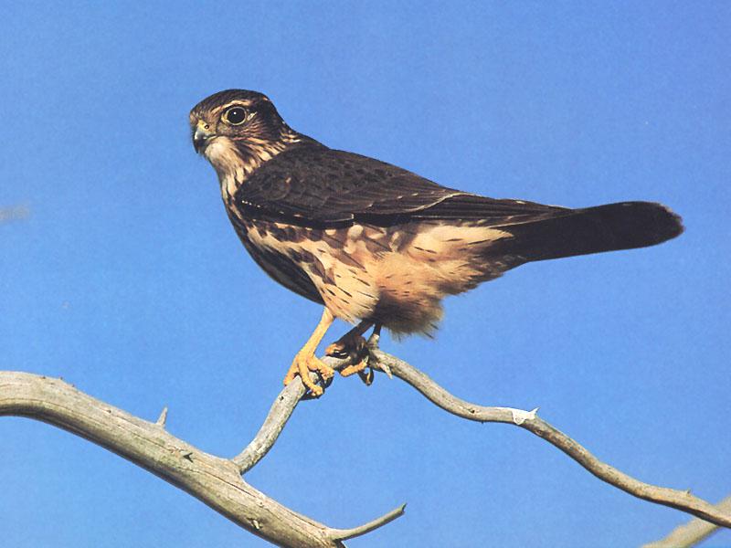 Merlin (Falco columbarius) {!--쇠황조롱이-->; DISPLAY FULL IMAGE.
