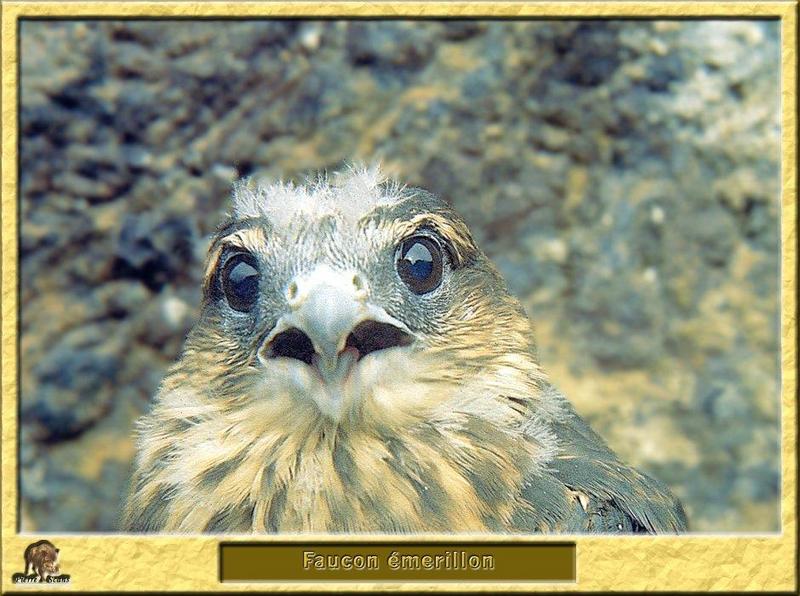 Merlin (Falco columbarius) {!--쇠황조롱이-->; DISPLAY FULL IMAGE.