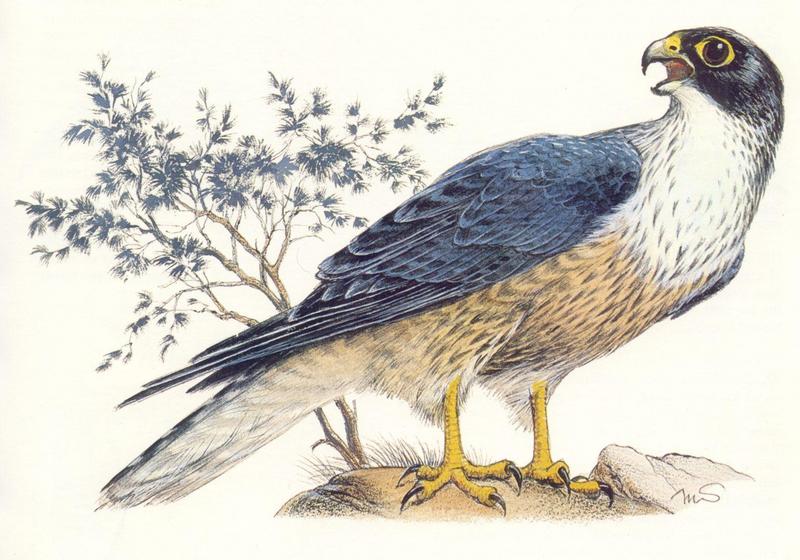 [Animal Art] Peregrine Falcon (Falco peregrinus) {!--매(송골매)-->; DISPLAY FULL IMAGE.