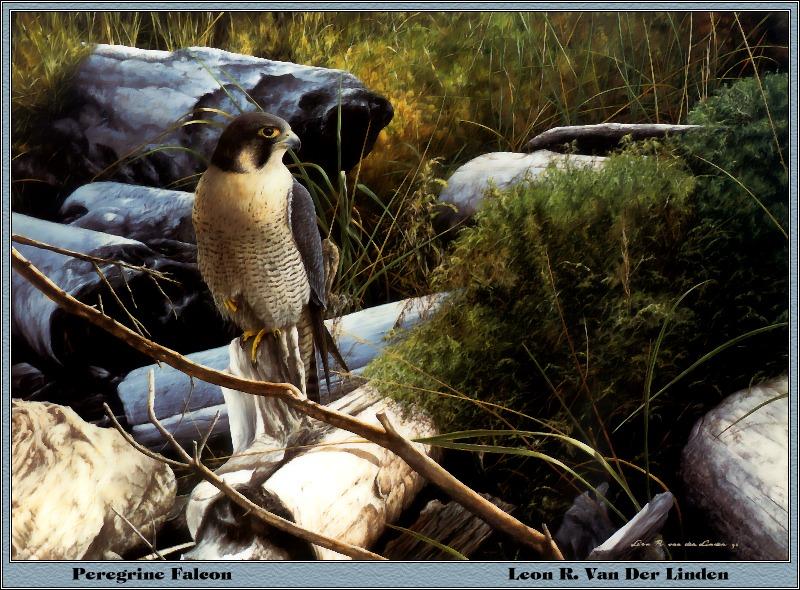 [Animal Art - Van Der Linden] Peregrine Falcon (Falco peregrinus) {!--매(송골매)-->; DISPLAY FULL IMAGE.