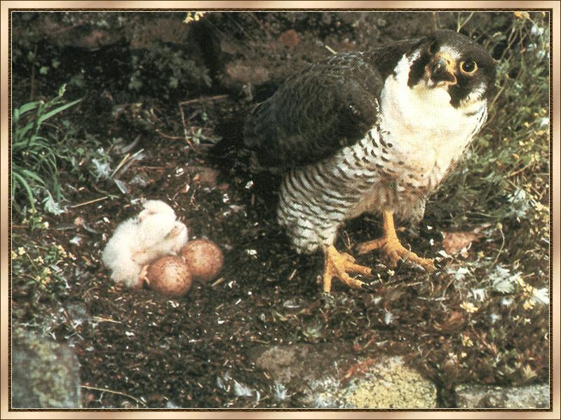 Peregrine Falcon & chick (Falco peregrinus) {!--매(송골매)-->; DISPLAY FULL IMAGE.