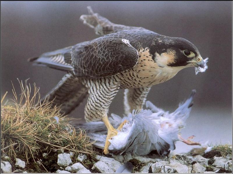 Peregrine Falcon (Falco peregrinus) {!--매(송골매)-->; DISPLAY FULL IMAGE.