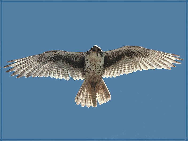 Prairie Falcon in flight (Falco mexicanus) {!--멕시코초원매-->; DISPLAY FULL IMAGE.