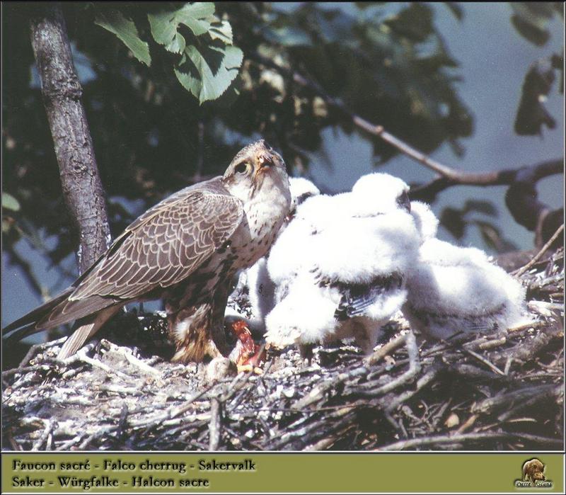 Saker Falcon & chicks on nest (Falco cherrug) {!--헨다손매-->; DISPLAY FULL IMAGE.