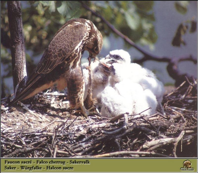 Saker Falcon & chicks on nest (Falco cherrug) {!--헨다손매-->; DISPLAY FULL IMAGE.